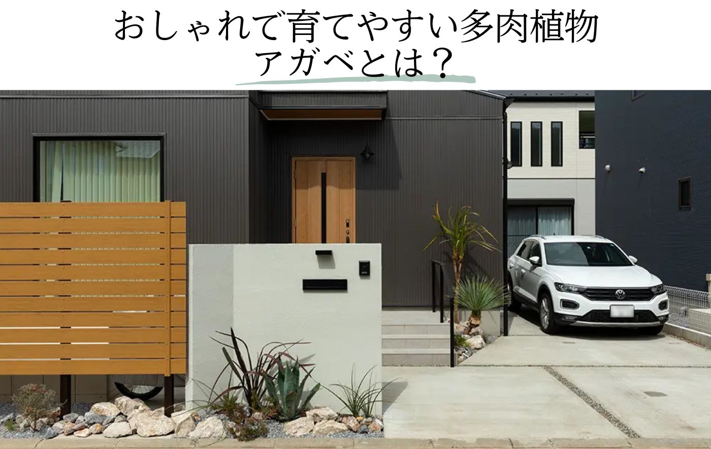 おしゃれで育てやすい多肉植物アガベとは？